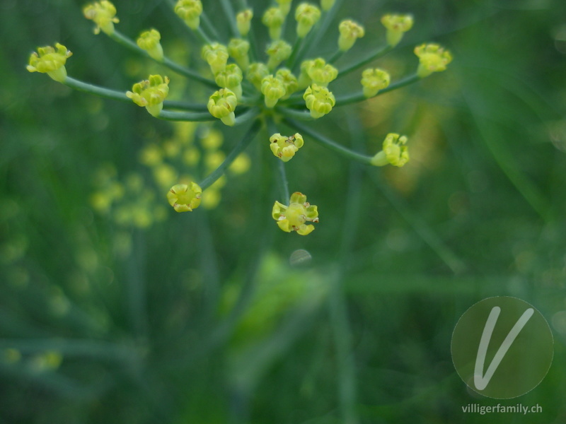 Fenchel: Übersicht